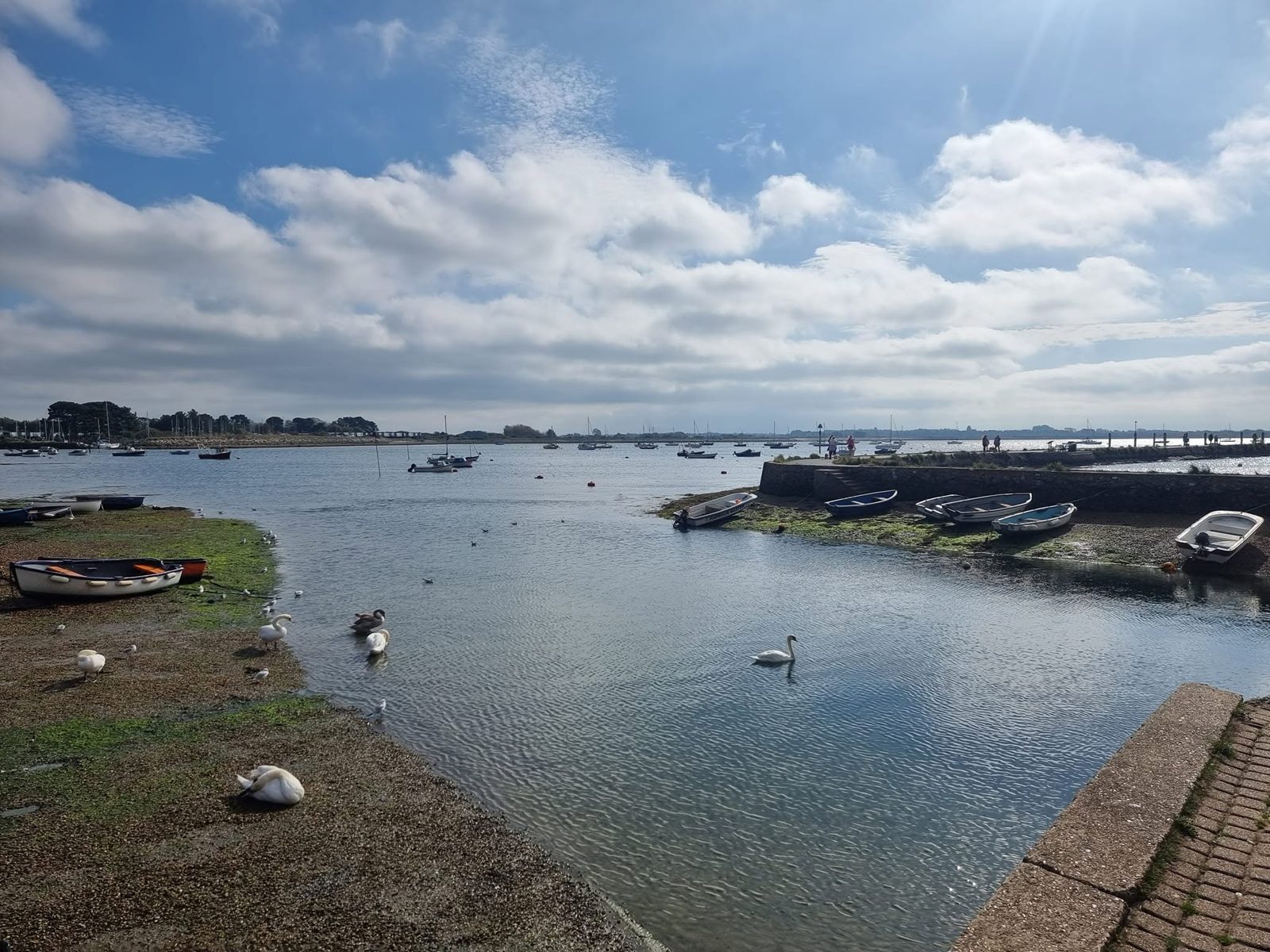 Emsworth harbour at low tide with swans and moored boats